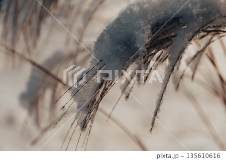 Reed thickets on a frosty snowy night Reed thickets on a frosty snowy night 135610616