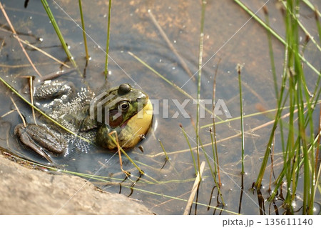 鳴き袋を膨らませるカエル 135611140