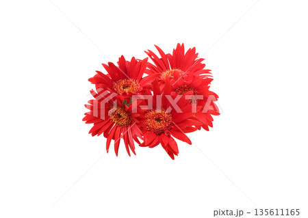 ガーベラの花首 135611165