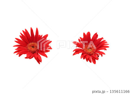 ガーベラの花首 135611166