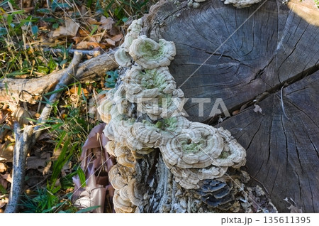 カワラタケ カワラタケ 135611395