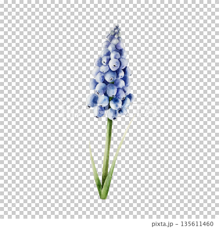 Spring blue muscari flower. Watercolor easter botanical hand drawn illustration isolated on background, transparent png. Botanical and wedding clip art. For greeting card, wallpaper, wrapping paper 135611460