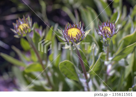 Gaillardia grandiflora buds in early spring. Selective focus. Close-up 135611501