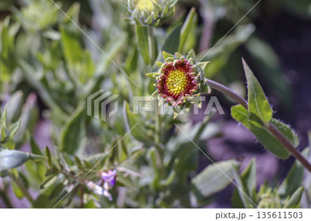 Gaillardia grandiflora buds in the early spring. Selective focus. Close-up 135611503