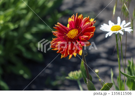 A vibrant Gaillardia grandiflora flower in early spring. Selective focus. Close-up A vibrant Gaillardia grandiflora flower in early spring. Selective focus. Close-up 135611506