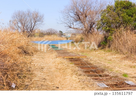 千葉県松戸市江戸川河川敷2026年1月 135611797