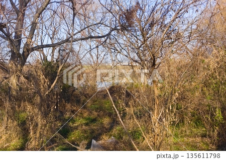 千葉県松戸市江戸川河川敷2026年1月 135611798