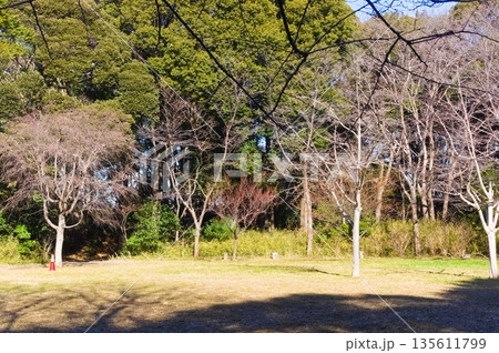 千葉県松戸市根木内歴史公園周辺2026年1月 135611799