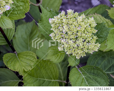 In spring, clusters of white and yellow flowers bloom. Hydrangea macrophylla, or a large-leaved hydrangea, is a species of flowering plant in the Hydrangeaceae family, native to Japan. 135611867