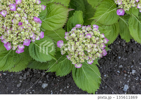 In spring, clusters of white and yellow flowers bloom. Hydrangea macrophylla, or large-leaved hydrangea, is species of flowering plant in the Hydrangeaceae family, native to Japan. In spring, clusters of white and yellow flowers bloom. Hydrangea macrophylla, or large-leaved hydrangea, is species of flowering plant in the Hydrangeaceae family, native to Japan. 135611869