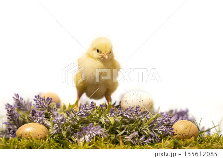Easter decoration with yellow fluffy chicken on flower wreath with little eggs Easter decoration with yellow fluffy chicken on flower wreath with little eggs 135612085