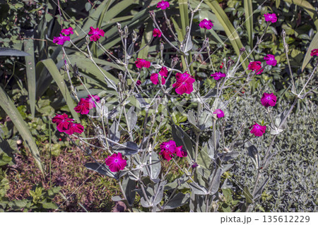 Lychnis coronaria synonym Silene coronaria in the full bloom. Also known as rose campion, dusty miller, mullein-pink, bloody William, or lampflower. Lychnis coronaria synonym Silene coronaria in the full bloom. Also known as rose campion, dusty miller, mullein-pink, bloody William, or lampflower. 135612229
