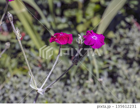 Lychnis coronaria synonym Silene coronaria in full bloom. Also known as rose campion, or dusty miller, or mullein-pink, or bloody William, or lampflower. 135612231