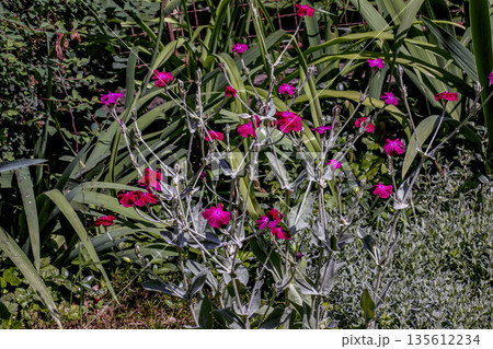 Lychnis coronaria syn. Silene coronaria in full bloom. Also known as rose campion, dusty miller, mullein-pink, bloody William, or lampflower. 135612234