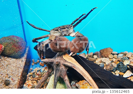 モズクガニ 135612465