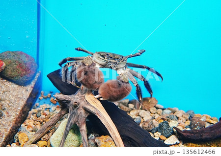 モズクガニ モズクガニ 135612466