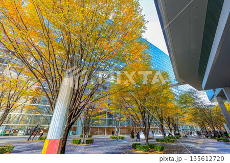 東京　千代田区 丸の内　東京国際フォーラム前広場の紅葉 135612720