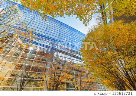 東京 千代田区 丸の内 東京国際フォーラム前広場の紅葉 東京 千代田区 丸の内 東京国際フォーラム前広場の紅葉 135612721