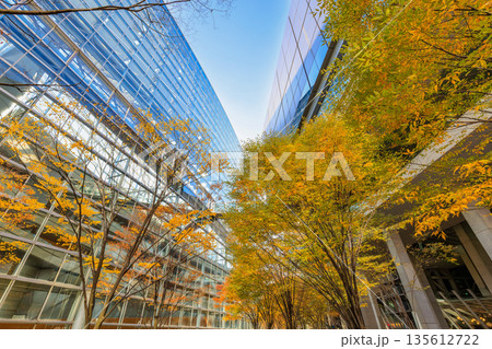 東京　千代田区 丸の内　東京国際フォーラム前広場の紅葉 135612722