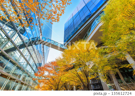 東京　千代田区 丸の内　東京国際フォーラム前広場の紅葉 135612724