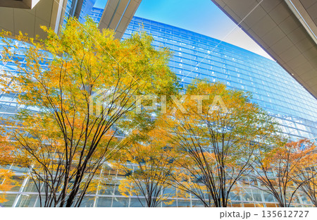 東京　千代田区 丸の内　東京国際フォーラム前広場の紅葉 135612727
