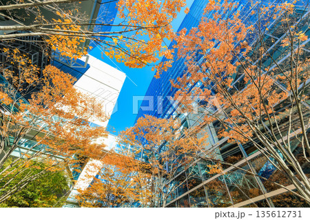 東京　千代田区 丸の内　東京国際フォーラム前広場の紅葉 135612731