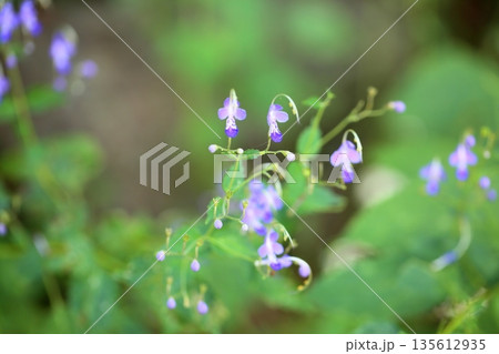 爽やか　秋花　カリガネソウの花 135612935