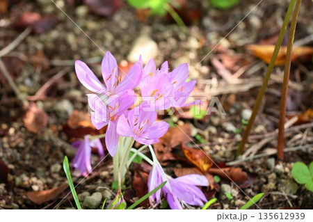 コルチカムの花 コルチカムの花 135612939