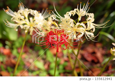 鮮やか　ヒガンバナの花 135612941