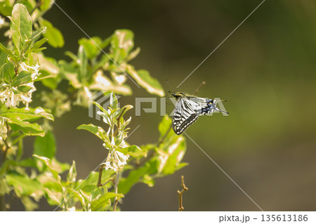 春の森景色グミの花にとアゲハ蝶 春の森景色グミの花にとアゲハ蝶 135613186