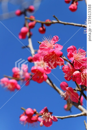 紅梅 梅の花 ピンク色 青空背景 クローズアップ 紅梅 梅の花 ピンク色 青空背景 クローズアップ 135613388