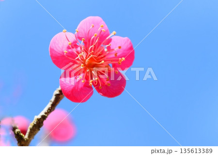 紅梅 梅の花 ピンク色 青空背景 クローズアップ 紅梅 梅の花 ピンク色 青空背景 クローズアップ 135613389