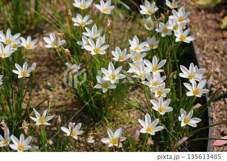 爽やか タマスダレの花 爽やか タマスダレの花 135613485