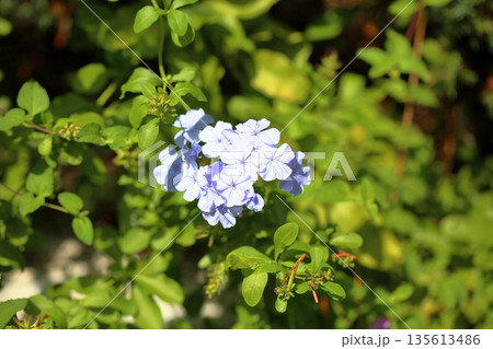 爽やか ルリマツリの花 爽やか ルリマツリの花 135613486