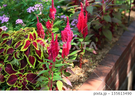 鮮やか　ケイトウの花 135613490