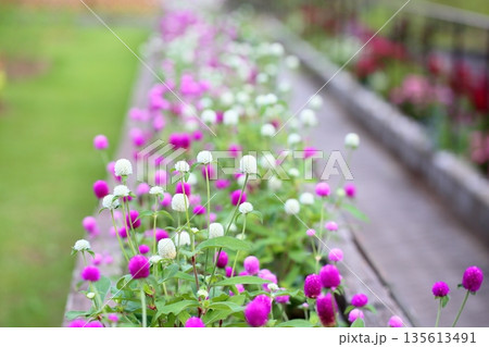 爽やか　センニチコウの花 135613491