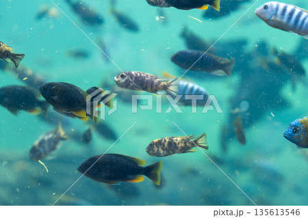 Group of colorful tropical fish swimming in clear 135613546