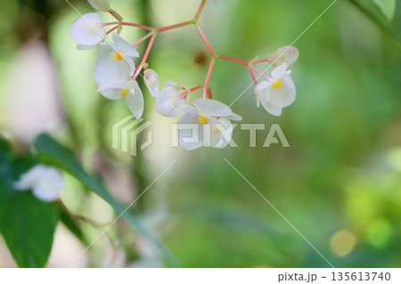 爽やか　キダチベゴニアの花 135613740