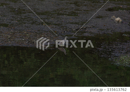 Great egret  in the water 135613762
