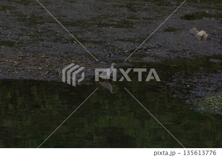 Great egret  in the water 135613776