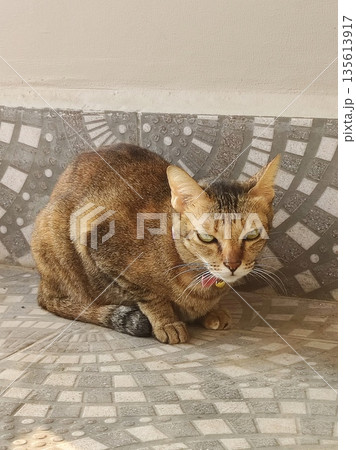 激怒ねこ 激怒ねこ 135613917