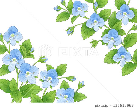オオイヌノフグリの花フレーム｜春を彩る青い小花のイラスト背景 135613965