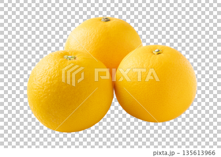 透明背景（png）に3個のはっさく（八朔） 135613966
