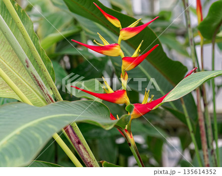 熱帯の花オウムバナ科ヘリコニア 135614352
