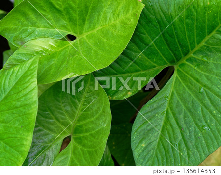 観葉植物サトイモ科水ヤツデ 観葉植物サトイモ科水ヤツデ 135614353