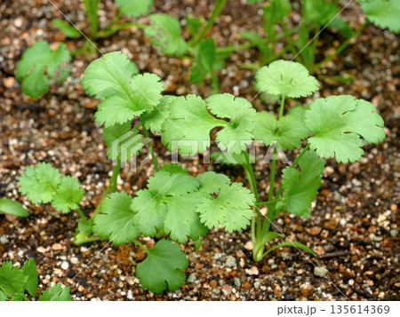家庭菜園で育つフレッシュなコリアンダー 135614369
