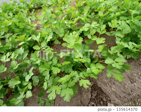 家庭菜園で育つフレッシュなコリアンダー 135614370
