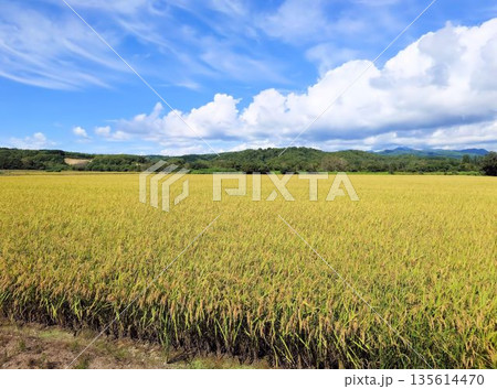 黄金色の稲穂と青空が広がる北海道の田園風景 黄金色の稲穂と青空が広がる北海道の田園風景 135614470