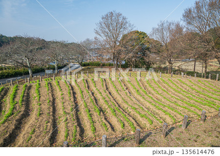 石舞台古墳展望台からの景観　奈良県明日香村 135614476