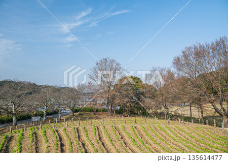 石舞台古墳展望台からの景観 奈良県明日香村 石舞台古墳展望台からの景観 奈良県明日香村 135614477